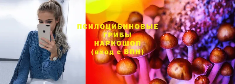 Псилоцибиновые грибы Psilocybine cubensis  Кемерово 
